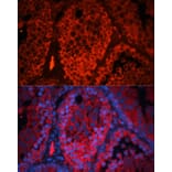 Immunofluorescence - Anti-Kctd19 Antibody (A92770) - Antibodies.com