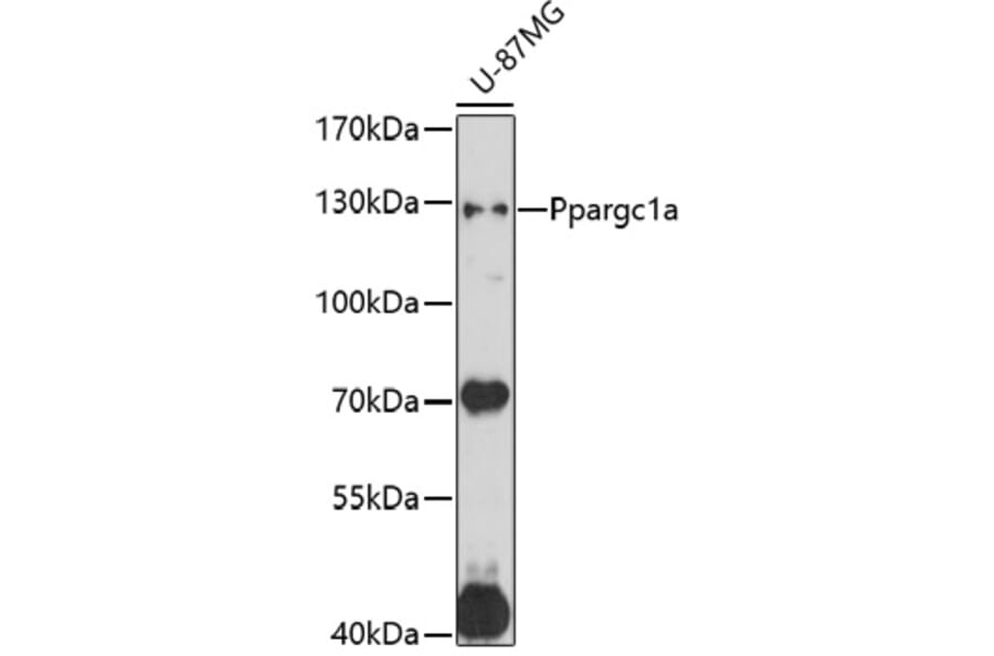 Western Blot - Anti-Ppargc1a Antibody (A17089) - Antibodies.com