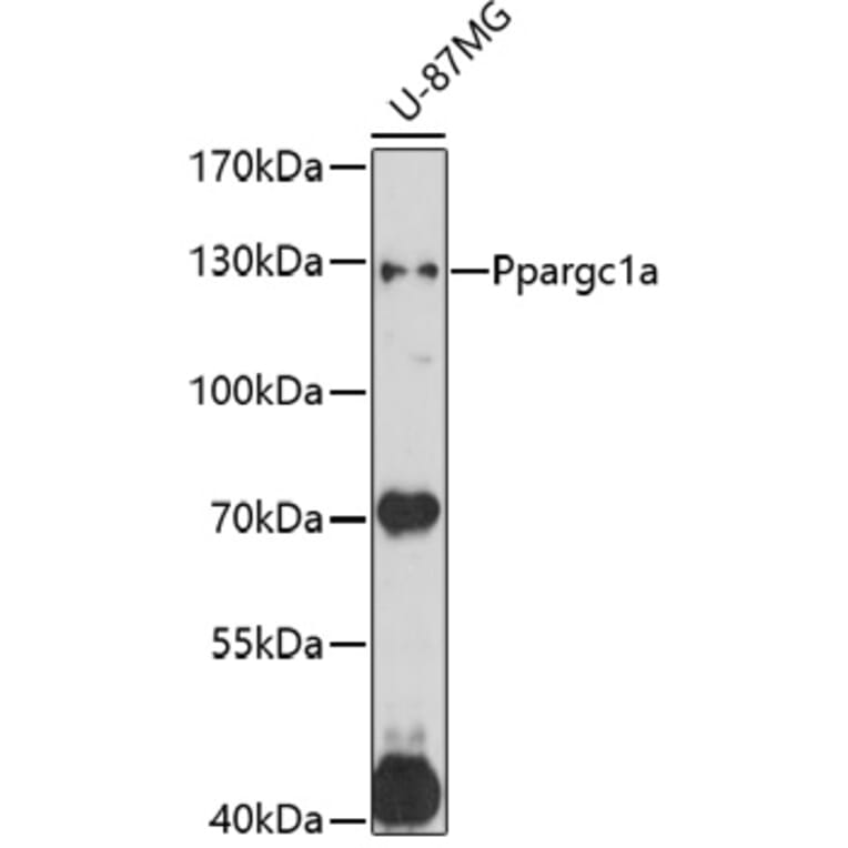 Western Blot - Anti-Ppargc1a Antibody (A17089) - Antibodies.com