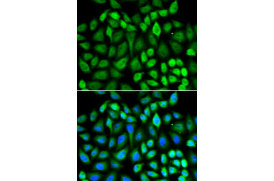 Immunofluorescence - Anti-MAPK3 Antibody (A13343) - Antibodies.com