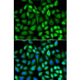 Immunofluorescence - Anti-MAPK3 Antibody (A13343) - Antibodies.com