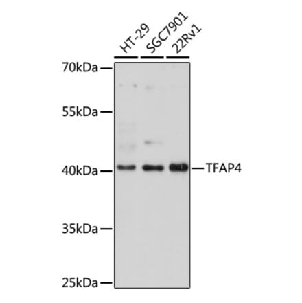 Western Blot - Anti-TFAP4 Antibody (A92777) - Antibodies.com