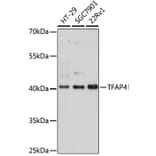 Western Blot - Anti-TFAP4 Antibody (A92777) - Antibodies.com