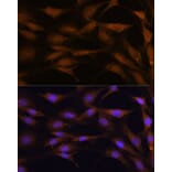Immunofluorescence - Anti-TFAP4 Antibody (A92777) - Antibodies.com