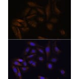 Immunofluorescence - Anti-TFAP4 Antibody (A92777) - Antibodies.com