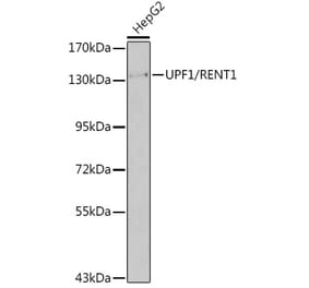 Western Blot - Anti-UPF1 Antibody (A92778) - Antibodies.com