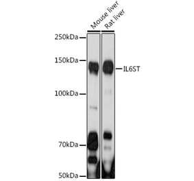 Western Blot - Anti-CD130 Antibody (A92779) - Antibodies.com