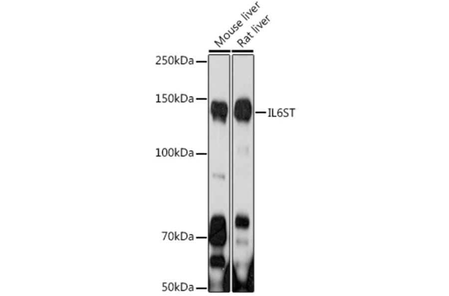Western Blot - Anti-CD130 Antibody (A92779) - Antibodies.com