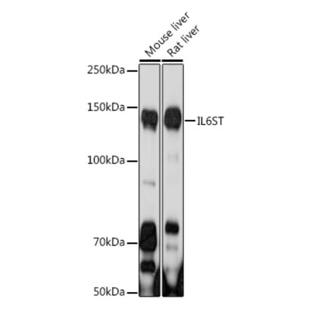 Western Blot - Anti-CD130 Antibody (A92779) - Antibodies.com