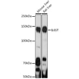 Western Blot - Anti-CD130 Antibody (A92779) - Antibodies.com