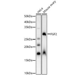 Western Blot - Anti-FGF2 Antibody (A92780) - Antibodies.com