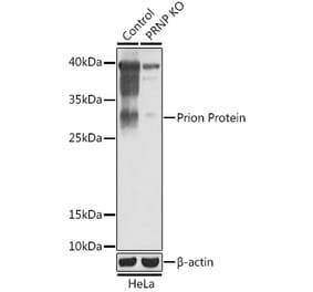Western Blot - Anti-Prion protein PrP Antibody (A92782) - Antibodies.com