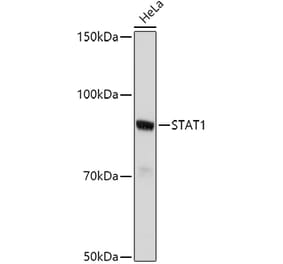 Western Blot - Anti-STAT1 Antibody (A92784) - Antibodies.com