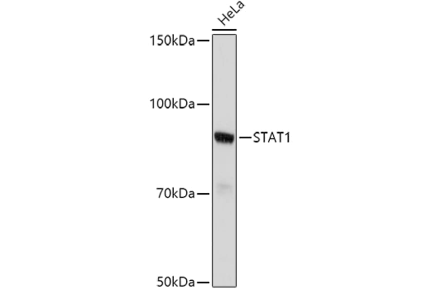 Western Blot - Anti-STAT1 Antibody (A92784) - Antibodies.com