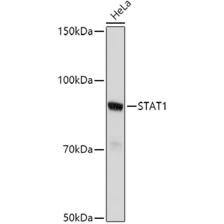 Western Blot - Anti-STAT1 Antibody (A92784) - Antibodies.com