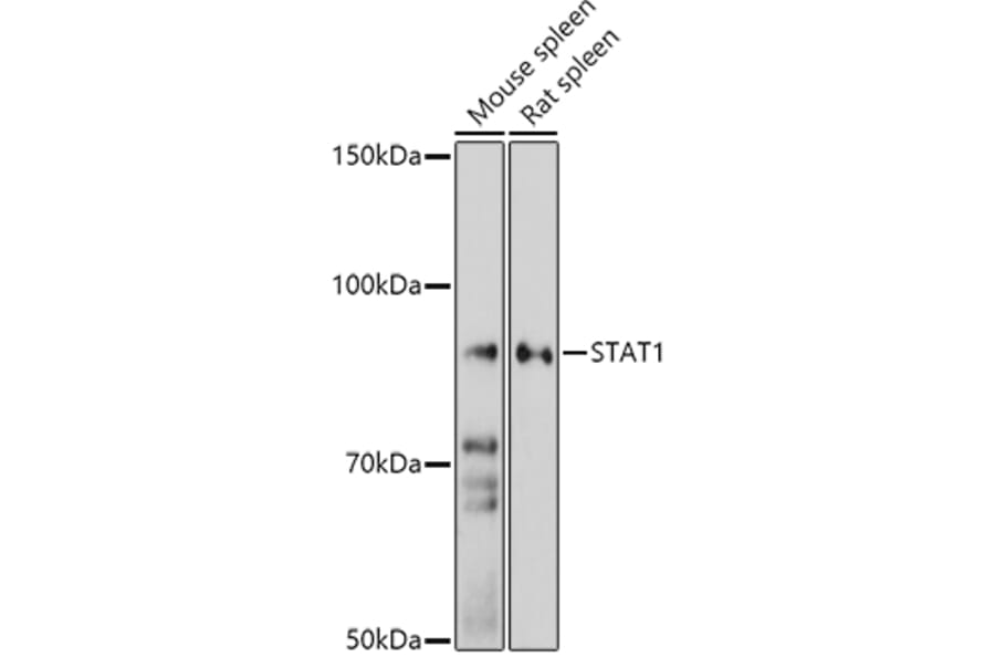 Western Blot - Anti-STAT1 Antibody (A92784) - Antibodies.com