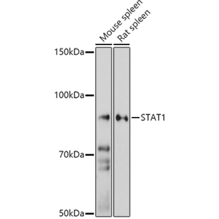 Western Blot - Anti-STAT1 Antibody (A92784) - Antibodies.com