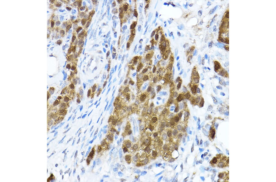 Immunohistochemistry - Anti-STAT1 Antibody (A92784) - Antibodies.com