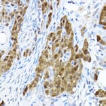 Immunohistochemistry - Anti-STAT1 Antibody (A92784) - Antibodies.com