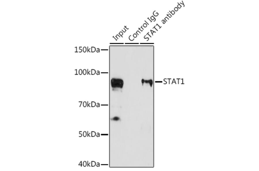Western Blot - Anti-STAT1 Antibody (A92784) - Antibodies.com