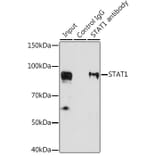 Western Blot - Anti-STAT1 Antibody (A92784) - Antibodies.com