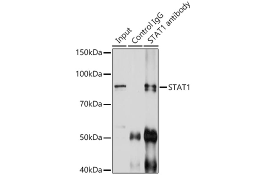Western Blot - Anti-STAT1 Antibody (A92784) - Antibodies.com