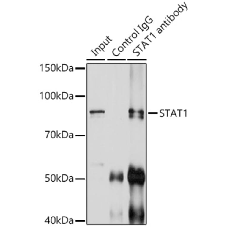 Western Blot - Anti-STAT1 Antibody (A92784) - Antibodies.com