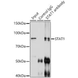 Western Blot - Anti-STAT1 Antibody (A92784) - Antibodies.com