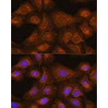 Immunofluorescence - Anti-GIT1 Antibody (A92785) - Antibodies.com