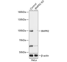 Western Blot - Anti-BMPR2 Antibody (A92786) - Antibodies.com