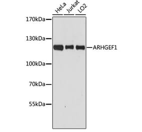 Western Blot - Anti-p115-RhoGEF Antibody (A92788) - Antibodies.com