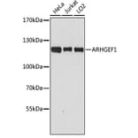 Western Blot - Anti-p115-RhoGEF Antibody (A92788) - Antibodies.com