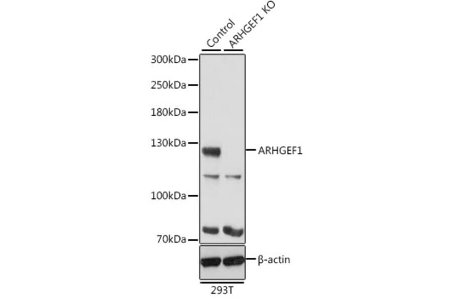 Western Blot - Anti-p115-RhoGEF Antibody (A92788) - Antibodies.com