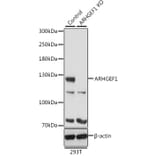 Western Blot - Anti-p115-RhoGEF Antibody (A92788) - Antibodies.com