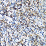 Immunohistochemistry - Anti-p115-RhoGEF Antibody (A92788) - Antibodies.com