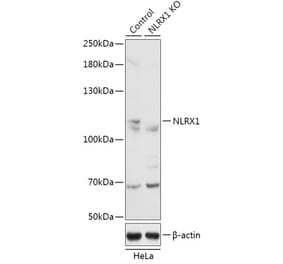 Western Blot - Anti-NLRX1 Antibody (A92791) - Antibodies.com