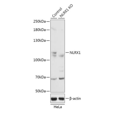 Western Blot - Anti-NLRX1 Antibody (A92791) - Antibodies.com
