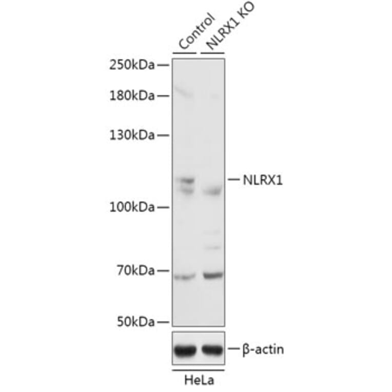 Western Blot - Anti-NLRX1 Antibody (A92791) - Antibodies.com