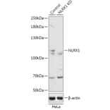 Western Blot - Anti-NLRX1 Antibody (A92791) - Antibodies.com