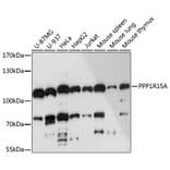 Western Blot - Anti-GADD34 Antibody (A92795) - Antibodies.com