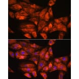 Immunofluorescence - Anti-GADD34 Antibody (A92795) - Antibodies.com