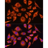 Immunofluorescence - Anti-GADD34 Antibody (A92795) - Antibodies.com