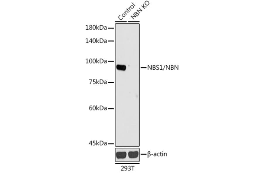 Western Blot - Anti-p95/NBS1 Antibody (A92797) - Antibodies.com