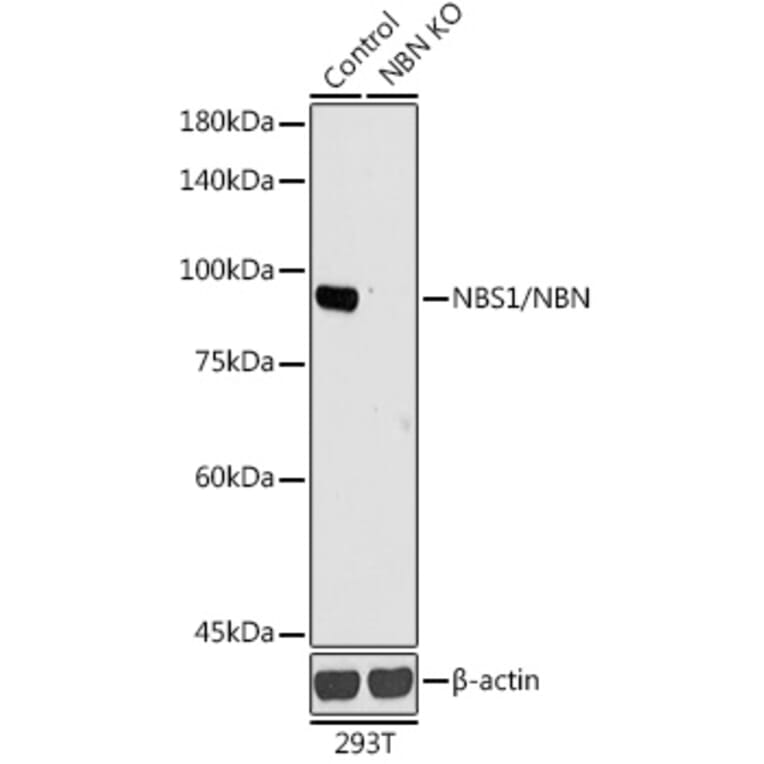 Western Blot - Anti-p95/NBS1 Antibody (A92797) - Antibodies.com