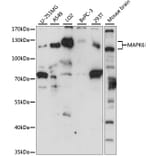 Western Blot - Anti-MAPK6/ERK3 Antibody (A92805) - Antibodies.com