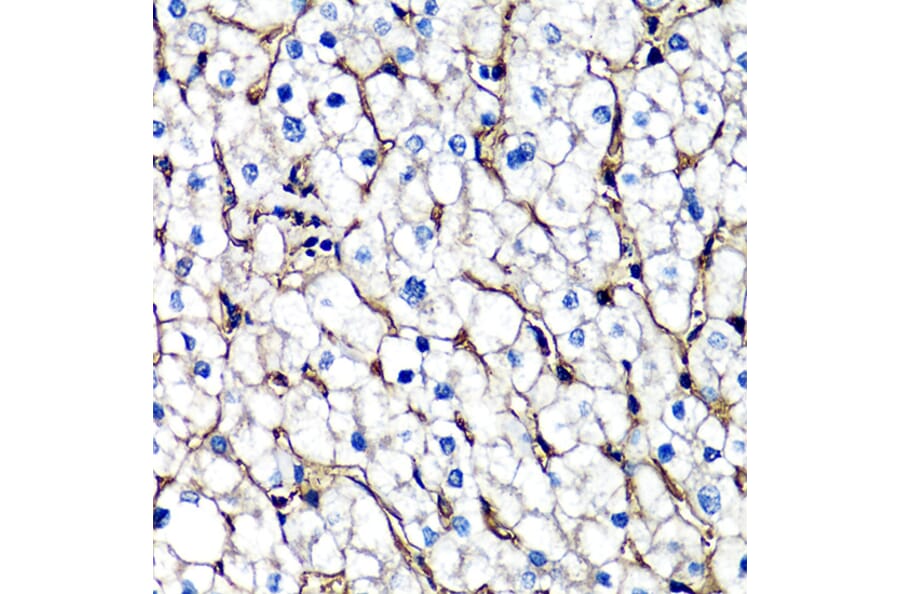 Immunohistochemistry - Anti-beta 2 Microglobulin Antibody (A92810) - Antibodies.com