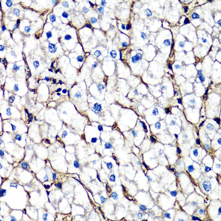 Immunohistochemistry - Anti-beta 2 Microglobulin Antibody (A92810) - Antibodies.com