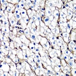 Immunohistochemistry - Anti-beta 2 Microglobulin Antibody (A92810) - Antibodies.com