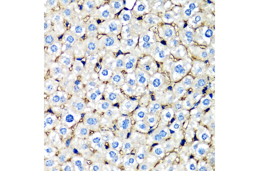 Immunohistochemistry - Anti-beta 2 Microglobulin Antibody (A92810) - Antibodies.com