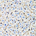 Immunohistochemistry - Anti-beta 2 Microglobulin Antibody (A92810) - Antibodies.com